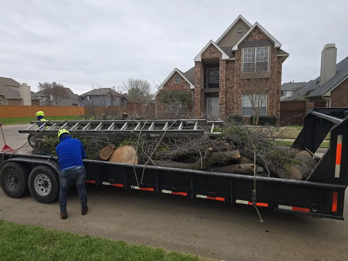 Expert Tree Removal with proper safety equipment in Sudbury